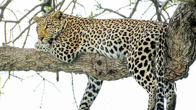 A leopard restsin a tree, on a safari in the Okavango Delta, Botswana. Photo: Mark Goldstein