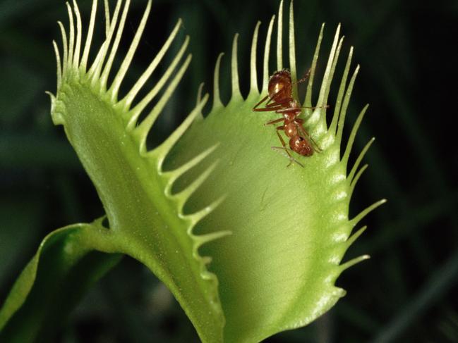 Venus Flytrap (Dionaea muscipula) with ant. Botanical Gardens, North Carolina, USA