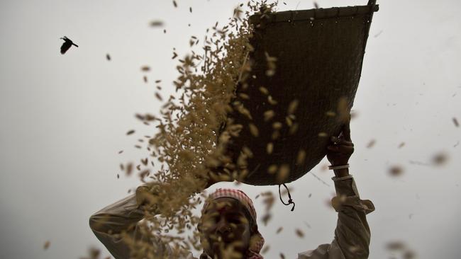 Take it back: An Indian farm worker separates wheat from the chaff near Gauhati. India has been a longtime importer of Australian chick peas but imposed steep tariffs after a sudden improvement in its growing fortunes.