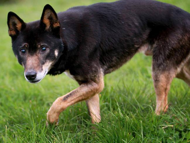 Lyn Watson, proprietor of the Dingo Discovery Sanctuary and Research Centre, Toolern Vale, Victoria. A black dingo from the tropics.