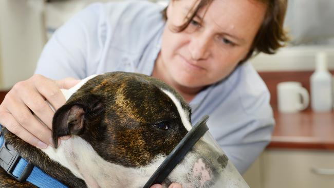 Brunswick vet urges pet owners to monitor animals in hot weather | Herald  Sun