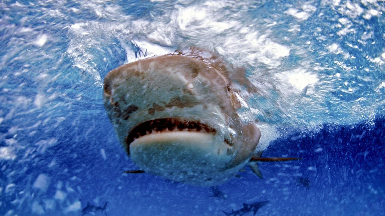 Sharks attacks in Townsville | The Courier Mail