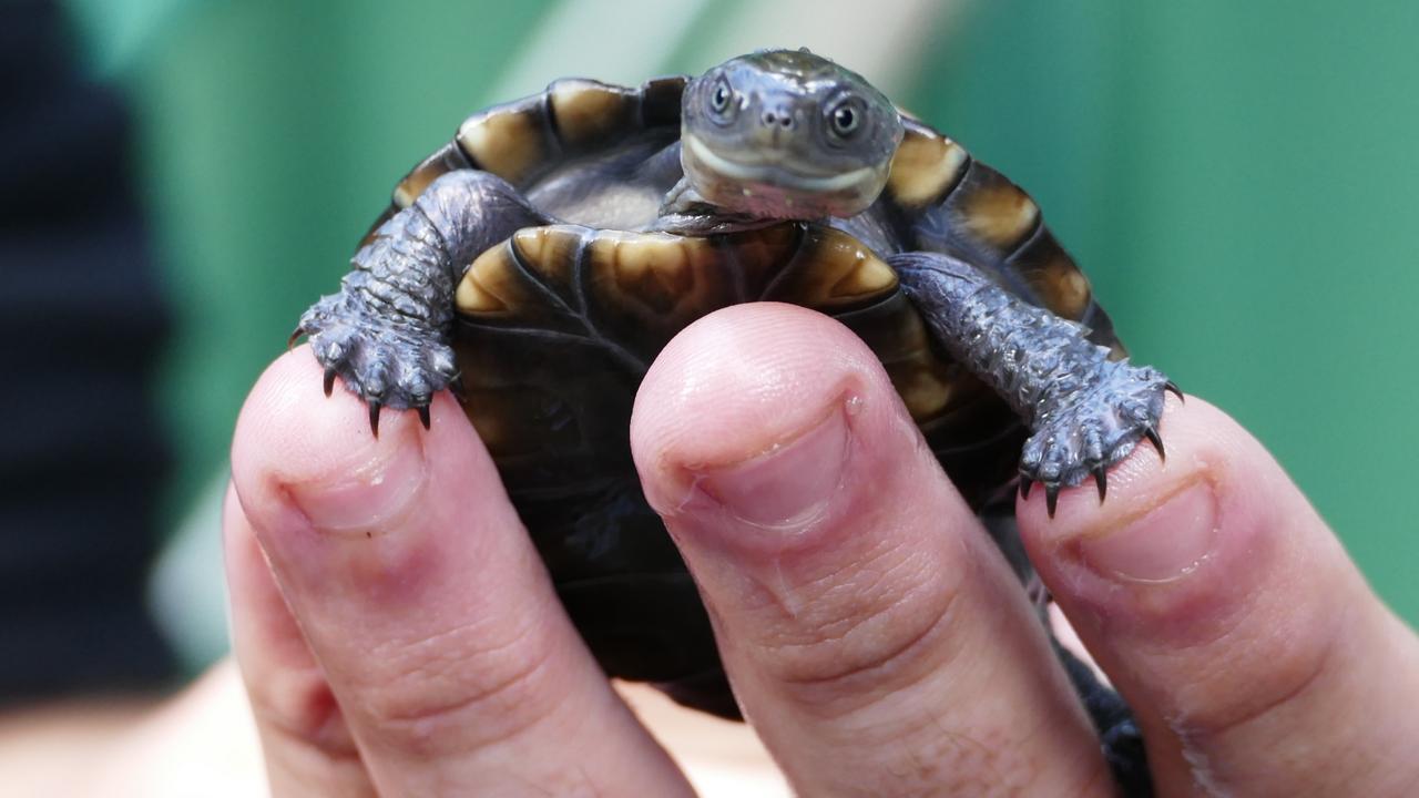 Adelaide Zoo tortoises: Nine critically endangered hatchlings born ...