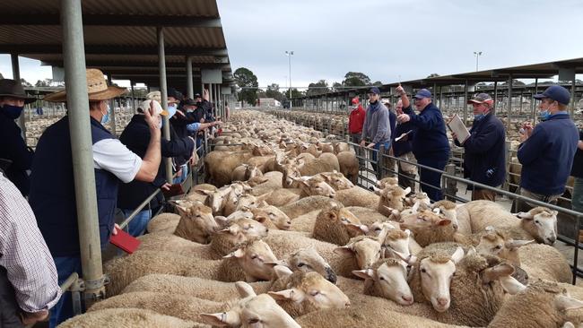 Auctioneer Chris Nevins selling suckers at the Bendigo lamb market today.