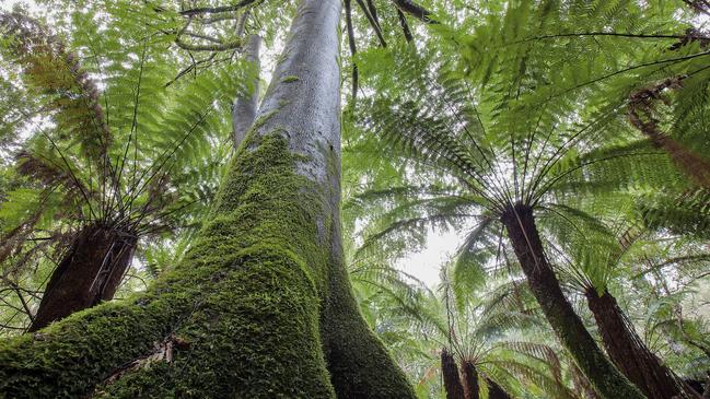 Forest in the Groom River area, northeast Tasmania, protected under the 2012 forest peace deal. Picture: Rob Blakers