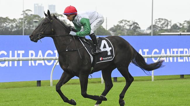 Buckeye can start the day off on a winning note at Wagga. Picture: Bradley Photos
