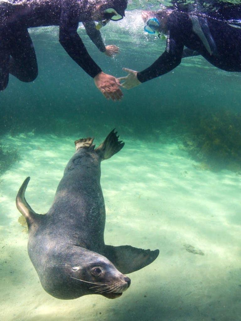 Australia’s pioneers of swimming with sea lions selling long-term ...