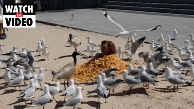 Man attracts dozens of seagulls after covering himself in hot chips