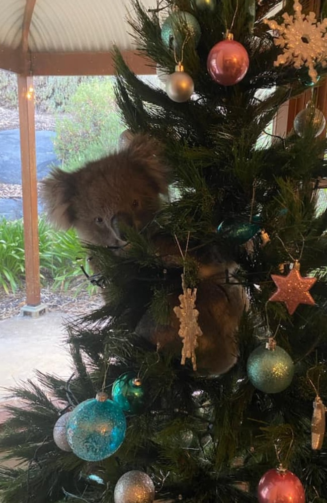 The adorable marsupial looked right at home. Picture: 1300Koalaz