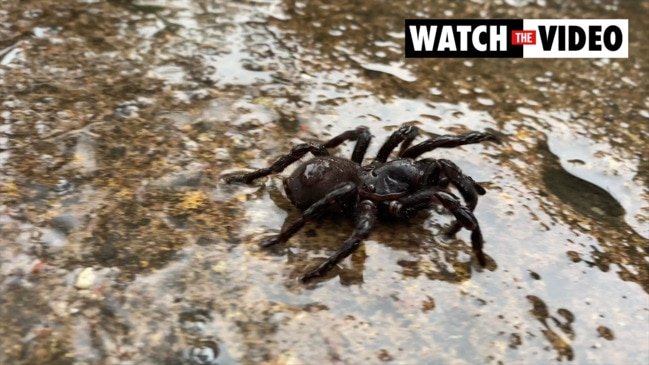 WATCH: Thousands of spiders take refuge in Australia after devastating  floods