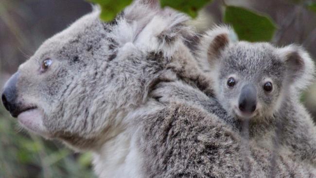May 3 is Wild Koala Day.