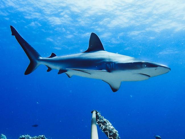 An undated handout photo made available by Global Finprint on July 22, 2020 shows a Grey Reef Shark in Australia. - An unprecedented survey of coral reefs worldwide has revealed a shocking decline in the numbers of sharks, with the predators "functionally extinct" on nearly 20 percent of sites studied. The four-year study used more than 15,000 baited and remotely operated cameras -- so-called "chum cams" -- to obtain the first comprehensive picture of where reef sharks are thriving and where they are virtually non-existent. The results, from over 370 reefs in nearly 60 countries, are alarming, said lead author Aaron MacNeil. (Photo by - / GLOBAL FINPRINT / AFP) / RESTRICTED TO EDITORIAL USE - MANDATORY CREDIT "AFP PHOTO /GLOBAL FINPRINT" - NO MARKETING - NO ADVERTISING CAMPAIGNS - DISTRIBUTED AS A SERVICE TO CLIENTS