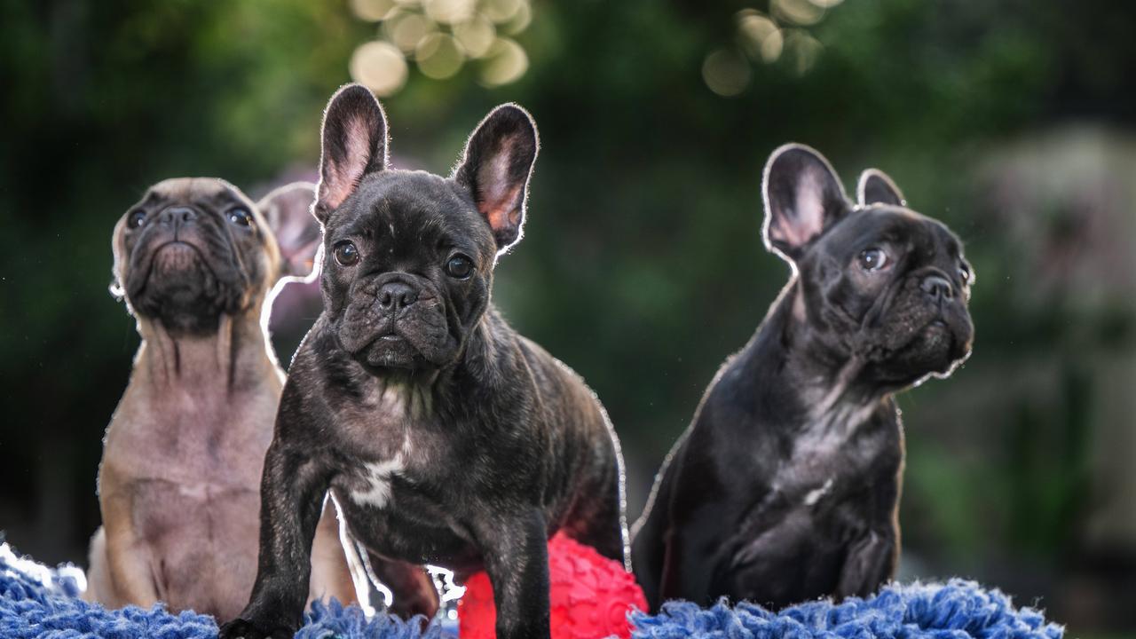 Bulldogs live painful lives due to their unusual physique. Picture: Tony Gough