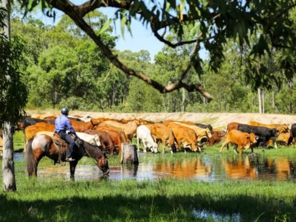 Scenes from the 2018 Eidsvold Cattle Drive. Image credit: Andrew McInnes.