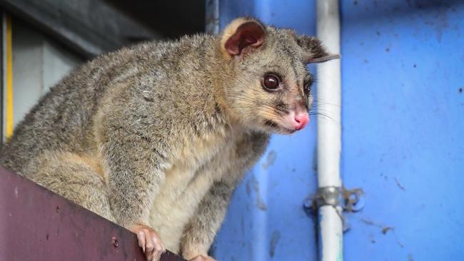 Buruli ulcer has been linked to possums and mosquitoes.