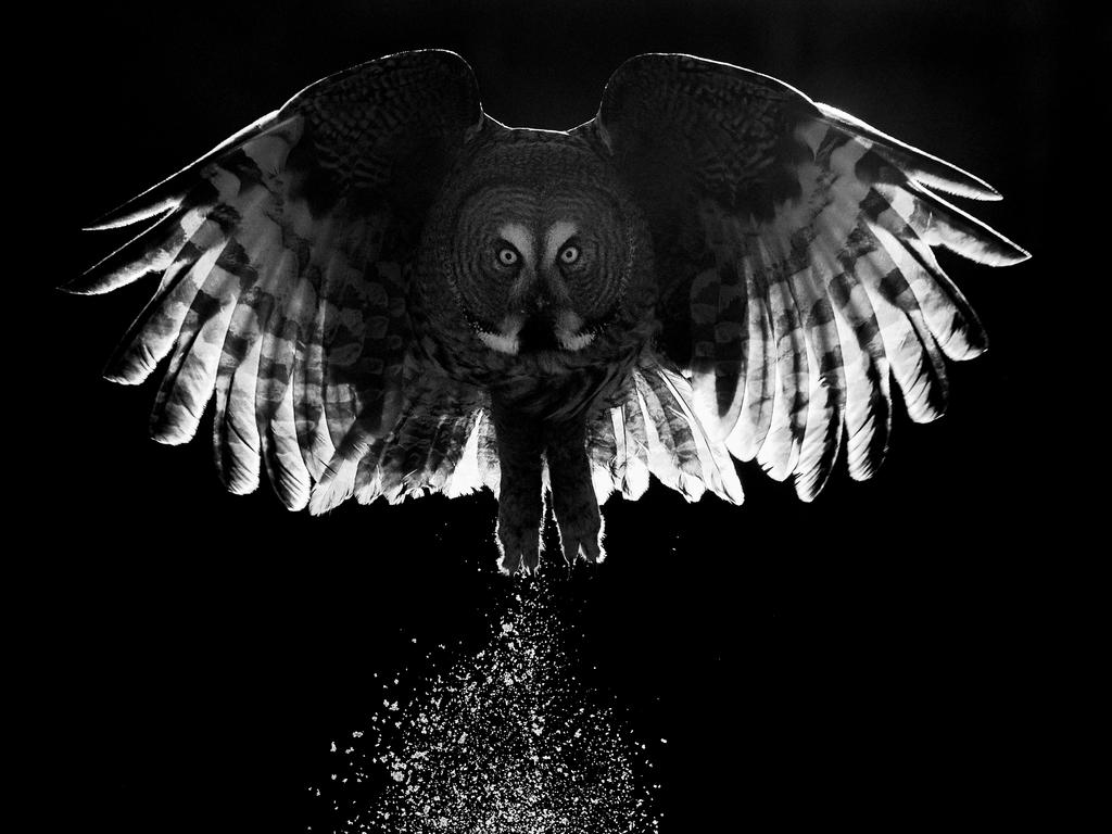 Bird Photographer of the Year Awards 2017. Creative Study of Great Grey Owl. Category: Creative Imagery Photographer: Markus Varesvuo “A black-and-white study of the Great Grey Owl, snow and light in winter’s darkness.” Location: Kuusamo, Finland