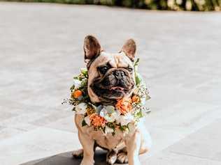 NOT TOO RUFF: Toowoomba pup Felix shows off his fine fashion ahead of the competition. Picture: PLAYBACKSTUDIOS