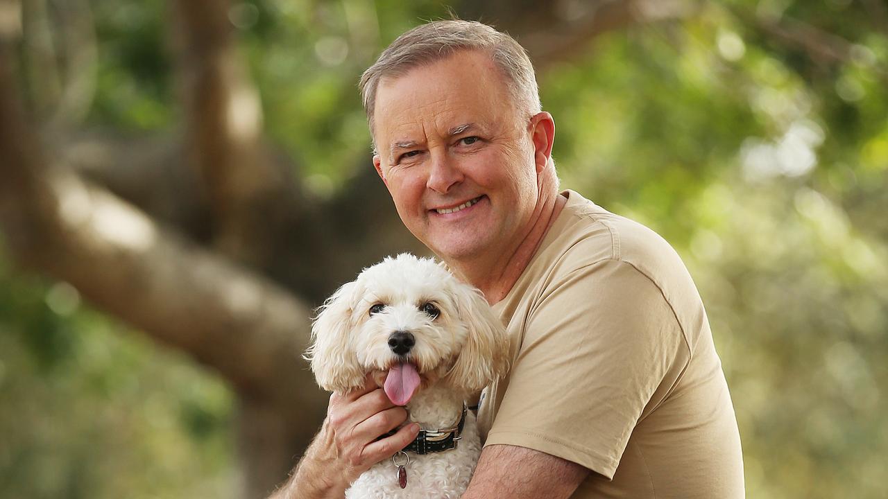 Anthony Albanese pictured with his dog Toto in Marrickville. Picture: Sam Ruttyn