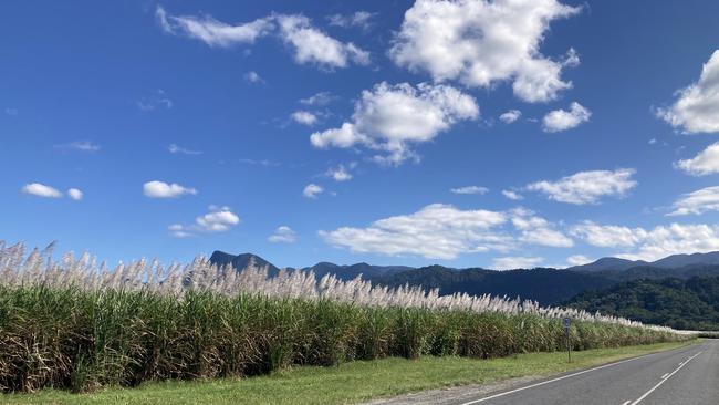 Many still view the cane fields surrounding Mossman as the lifeblood of the town. Picture: Angus McIntyre