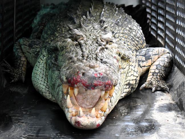 Department of Environment, Science and Innovation Wildlife Officers remove a saltwater crocodile, also known as an estuarine crocodile, measuring at least four metres in length at Port Hinchinbrook in Cardwell between Townsville and Cairns in North Queensland on Monday. The animal is believed to be responsible for an attack on a human and death of at least one pet dog. Picture: Cameron Bates