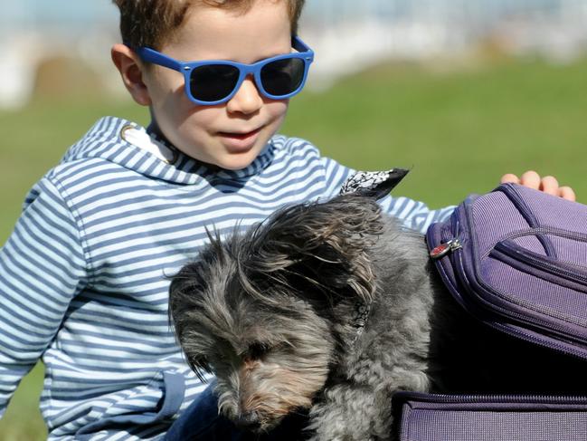 Anton Korlaet (3yo) gets ready to take 11yo Boo to the upcoming camping expo. Picture: Andrew Henshaw