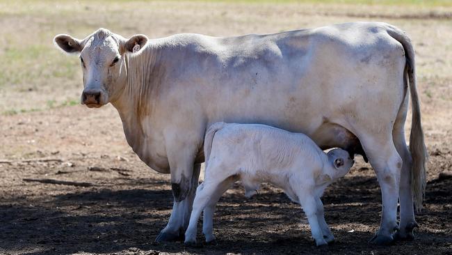 Cows with calves will pose a risk if campers are allowed to set up tent on unfenced crown land water frontages. Picture: Andy Rogers