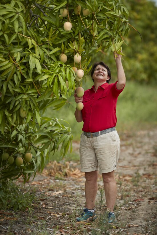 Mango farmer Marie Piccoe inspects some of the fruit bound for Coles.