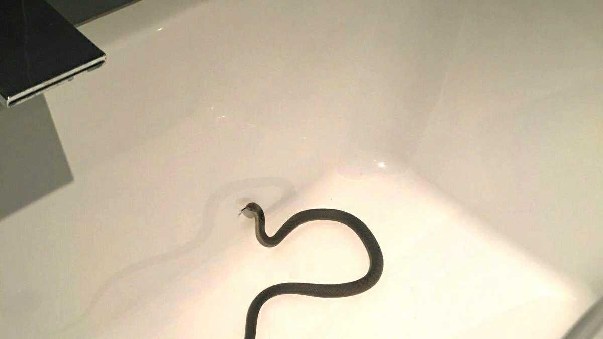 How to Snake Out a Bath Tub 