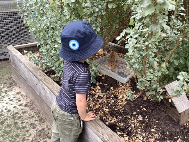 Orlando spending some time with Chase the bearded dragon in the garden at The Learning Sanctuary Norwood. Picture: Supplied