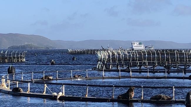 Salmon farming pens in Macquarie Harbour, Tasmania. Photo: Eloise Carr