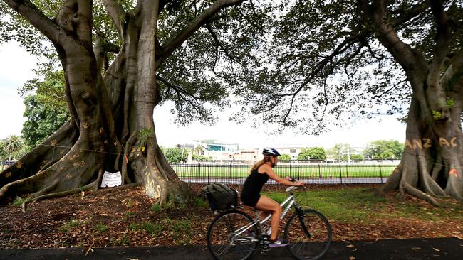 Some of vandalised trees at Moore Park / Picture: Kristi Miller