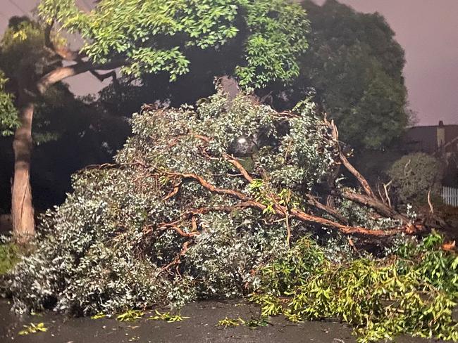 Tree across Martin road Glen Iris. Sent in by reader Penny Bock