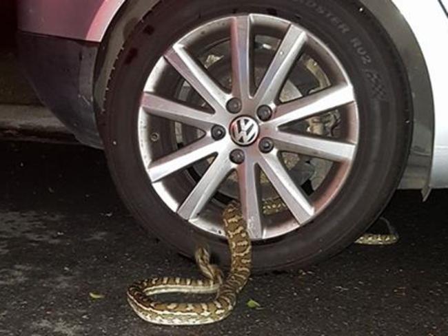 Carpet python in the spokes of a car wheel at Northgate. Picture: Claudia Harford Love