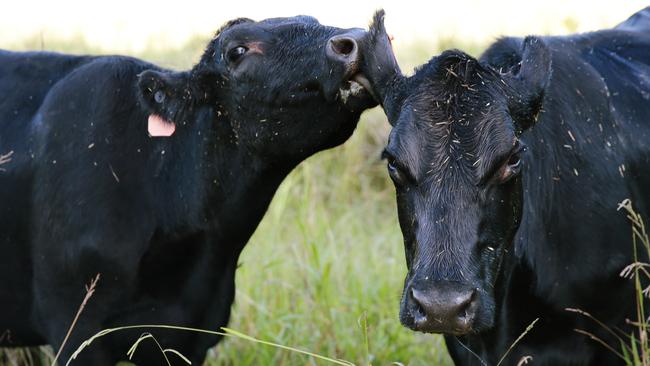 There are few categories of livestock that are selling higher than they were at the start of last year.