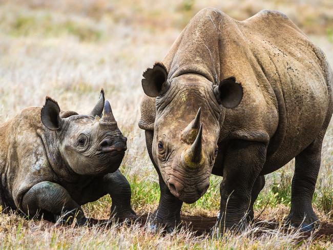 Remembering Rhinos: Daryl Balfour (black rhino & calf, Kenya) www.rememberingrhinos.com/kickstarter
