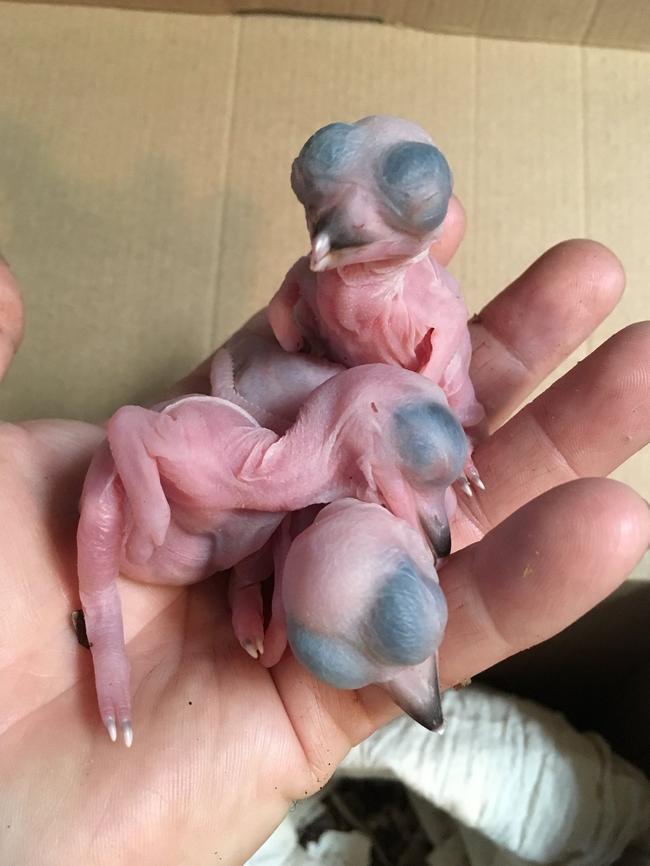 Mr Cook hand raised the kookaburras.