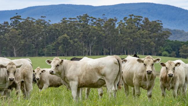 World wide supplies of beef were expected to remain stable at 59.5 million tonnes this year. Picture: Zoe Phillips