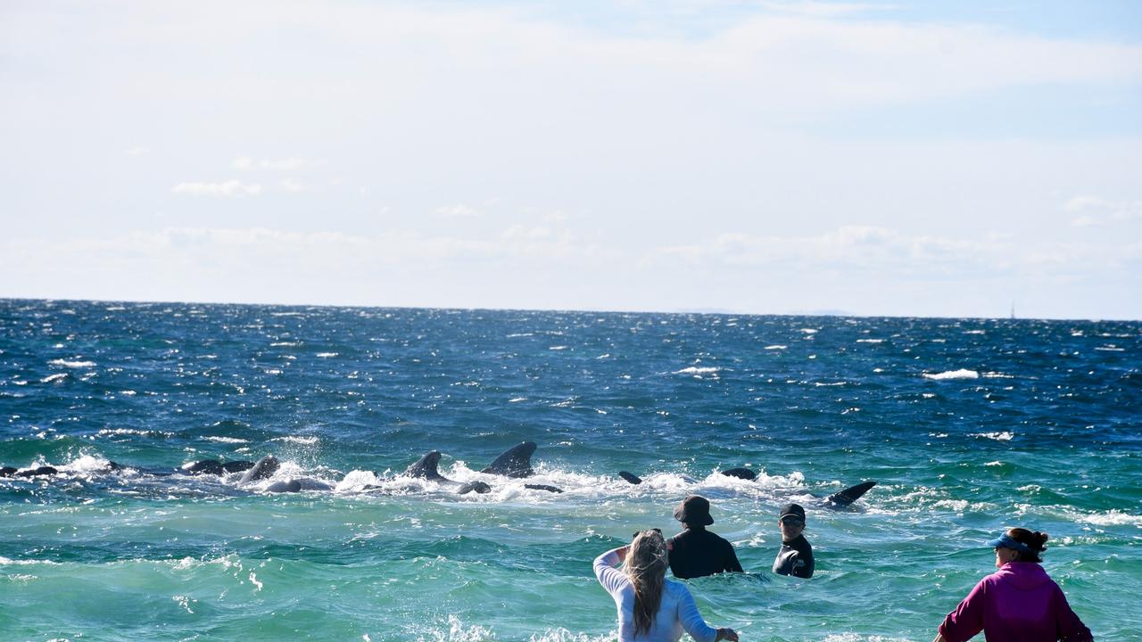 A huge rescue effort has been launched to save more than 200 pilot whales from being stranded on a WA beach. Picture: Mick Marlin