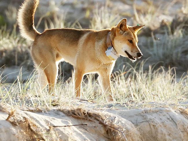 Dingos at Orchid Beach, KÃgari. Picture: Liam Kidston