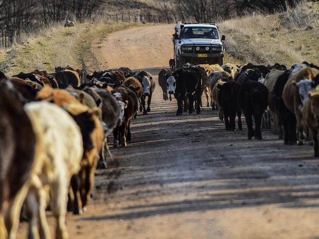 There is no longer grass available for the large herds. Picture: Paul McIver