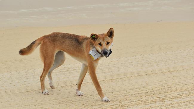 A high-risk dingo (not the one involved in Saturday’s attack) is fitted with a GPS collar on K'gari.