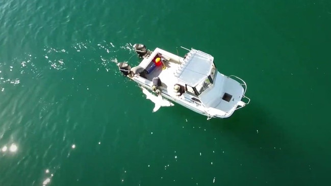 Drones and SMART drumlines have been used in the state government's shark management strategy.