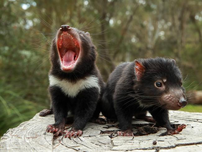 DEVIL HOPES: Tasmanian devils among many Australian species fighting for survival. Picture:JUSTIN LLOYD