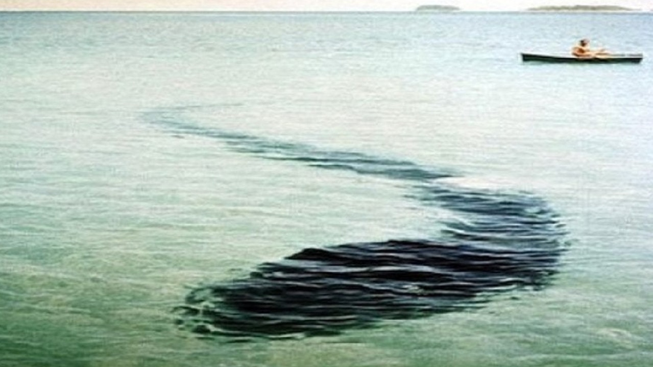 The sea monster reportedly seen near Hook Island in 1964. Picture: Contributed