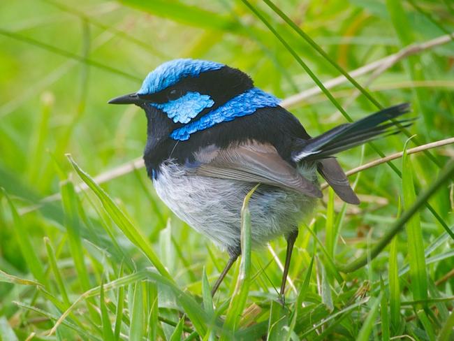 Supplied Editorial Superb fairy wren at Corinna Wilderness Experience, Tasmania.