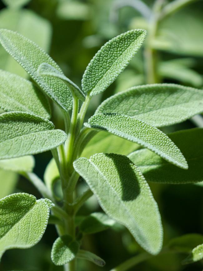 Sage