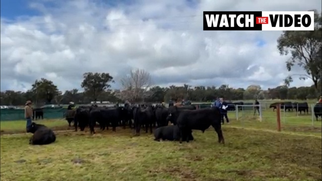 Rennylea Angus sale kicks off Spring Bull season with a bang