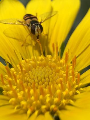 Big nose — pollen hunter shot on the iPhone 6S with an Olloclip macro on October 23, 2015. Picture: Rod Chester