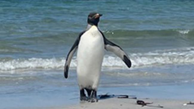 The late king penguin on Burns Beach at Port Neill on Eyre Peninsula. Picture: Brodie Cowen