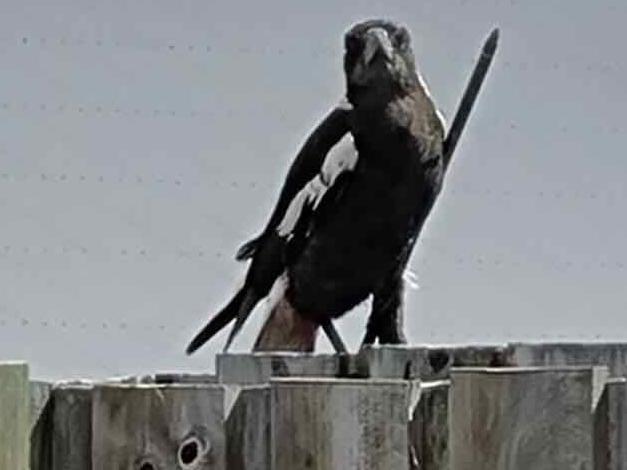 The image of a magpie with a arrow lodged inside it has shocked Eli Waters residents.